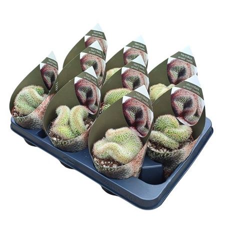 Mammillaria Ernestii Crestata