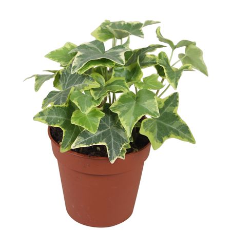 Hedera Gold Child