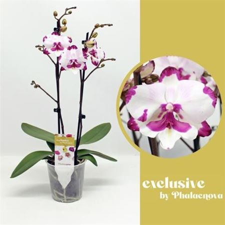 Phal 2st Emily 16+ (phalaenova)