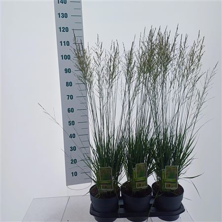 Molinia Caerulea Moorflamme