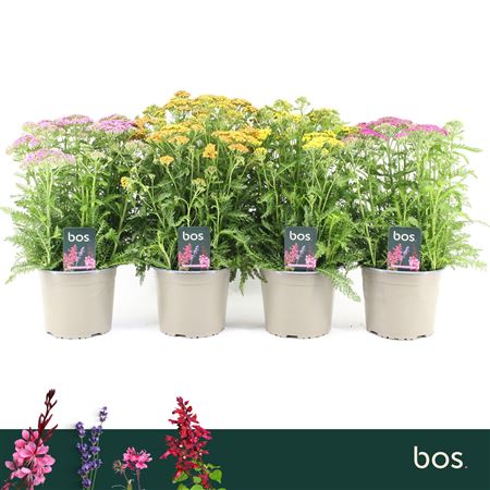 Achillea Millefolium Mix Milly Rock