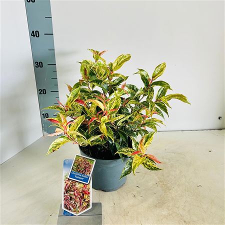 Leucothoe Walteri Rainbow