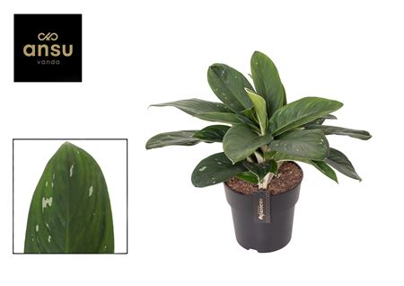 Aglaonema Silver Freckles