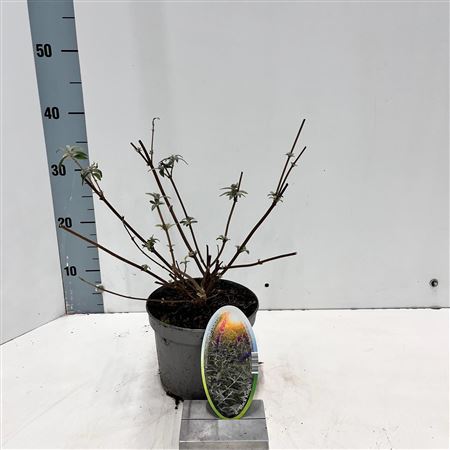 Buddleja Dav Black Knight