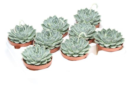 Echeveria Calixto
