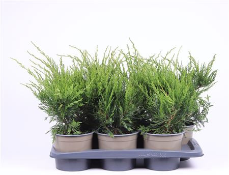 Juniperus Pfitz Mint Julep.