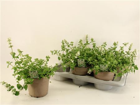 Nepeta Racemosa 'snowflake'