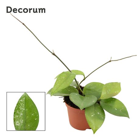 Hoya Carnosa Freckles Splash (decorum)