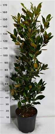 Magnolia Grandi Little Gem