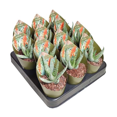 Aloe Humilis Potcover