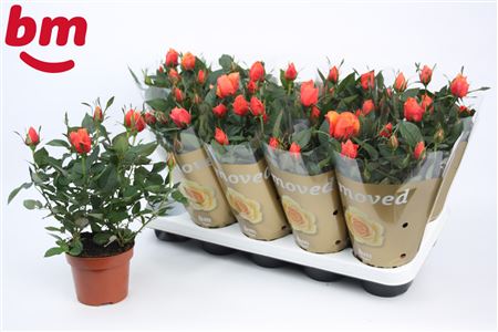 Rosa Orange (bm)