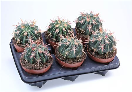 Ferocactus Latispinus