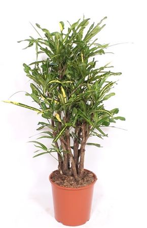Codiaeum Yellow Mammi (croton)