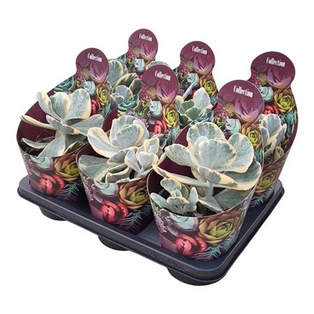 Cotyledon Orbiculata Undulatum Variegata Potcover