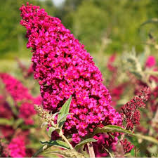 Буддлея давида Роял Ред в тубе