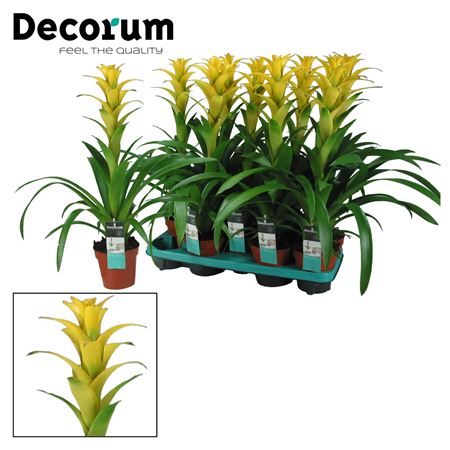 Guzmania Hilda (decorum)