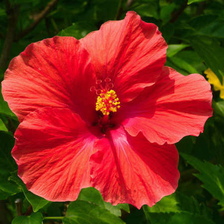 Гибискус в тубе