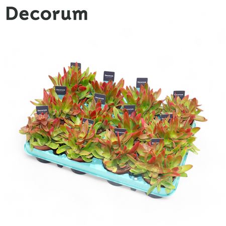 Crassula Capitella Campfire (red) (decorum) Decoru