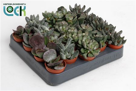 Adromischus Mix Living Stone