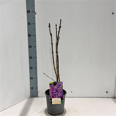Syringa Vulg Ruhm Von Horstenstein