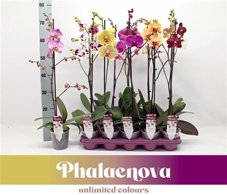Phal 1st Mix Branched 12+ (phalaenova)