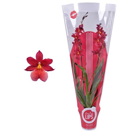 Cambria 2st Nelly Isler More Lips