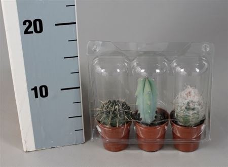 Cactus 5,5 Cm Mix In Blister(3x)