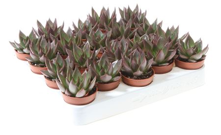 Echeveria Red Glow