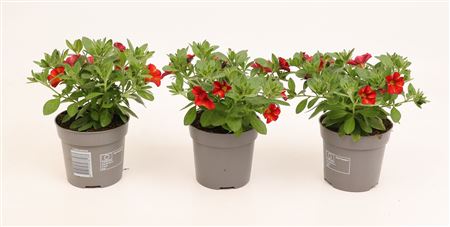 Calibrachoa Bakari Orange