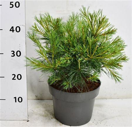 Pinus Strobus Blue Shag