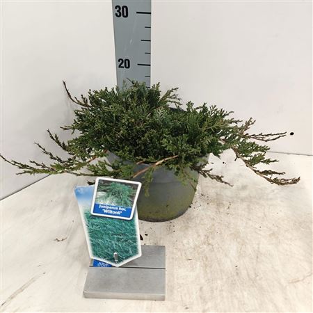 Juniperus Hor Wiltonii
