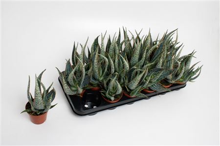 Aloe Carola