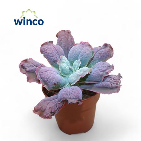 Echeveria Paul Bunyan