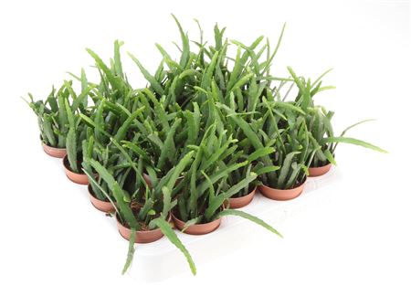 Lepismium Pfeiffera Bolivianum