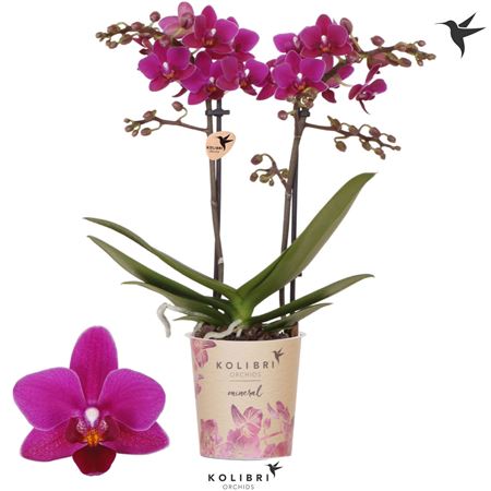 Phal 2st Belgium 22+ Potcover (ok)