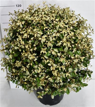 Elaeagnus Ebb Compacta