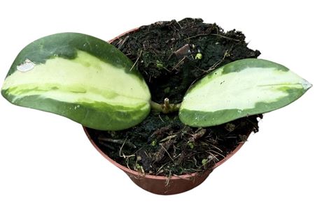 Hoya Acuta Inner Variegata