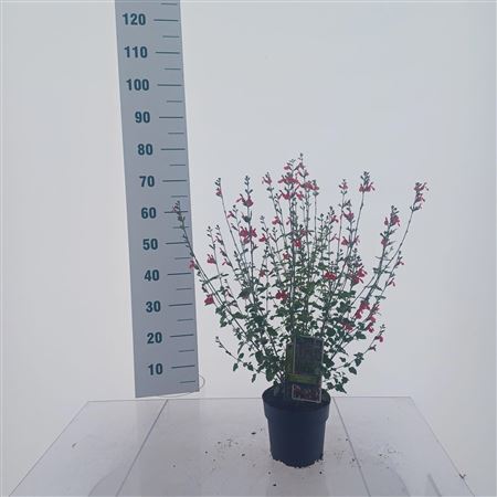 Salvia Microphylla Hot Lips