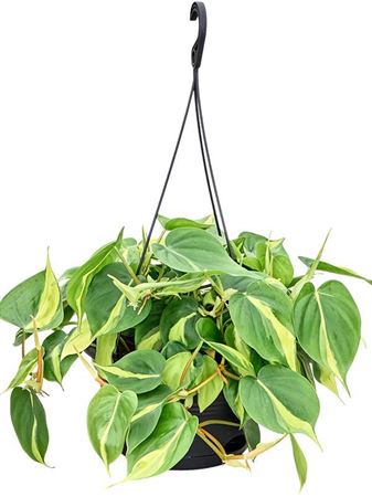 Philodendron Brasil Hangpot