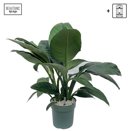 Spath Sensation + Watermeter