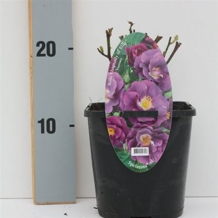 Rosa Patio Rhapsody In Bleu