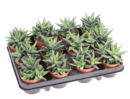 Haworthia Enon