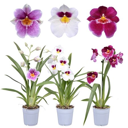 Miltonia 1st Mix