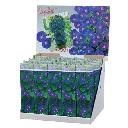Ipomoea Blue