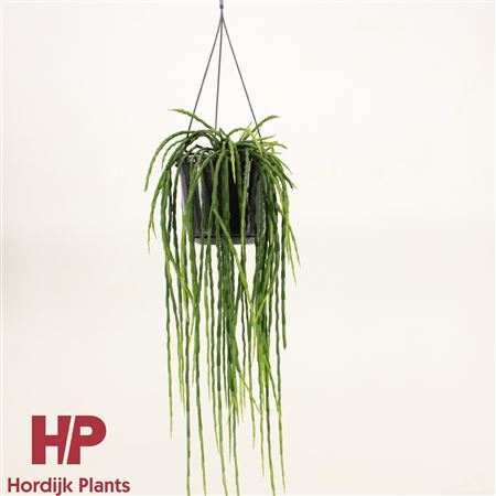 Rhipsalis Paradoxa Minor Hanging Pot