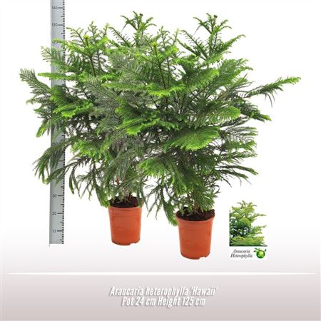 Araucaria Heterophylla Hawaii 3pp