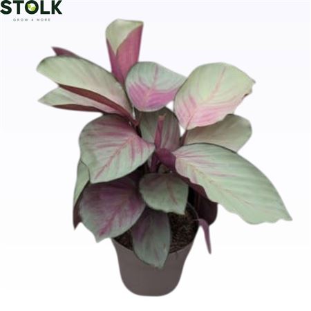 Calathea Silver Plate
