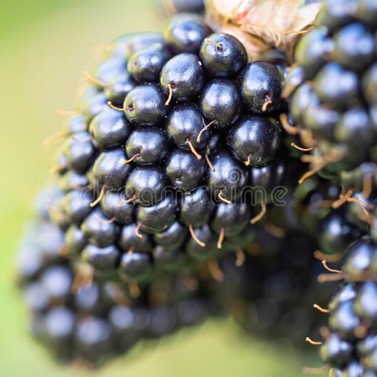 Ежевика Лох Тей (в тубе)