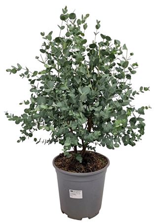 Eucalyptus Gunnii Bush