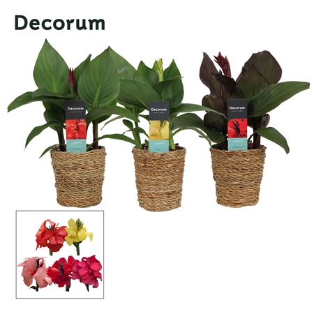 Canna Cannova Mix In Basket Ruby (decorum)